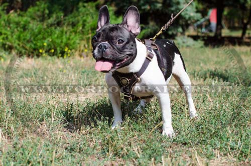 Pettorina in pelle con decorazione per Bulldog francese